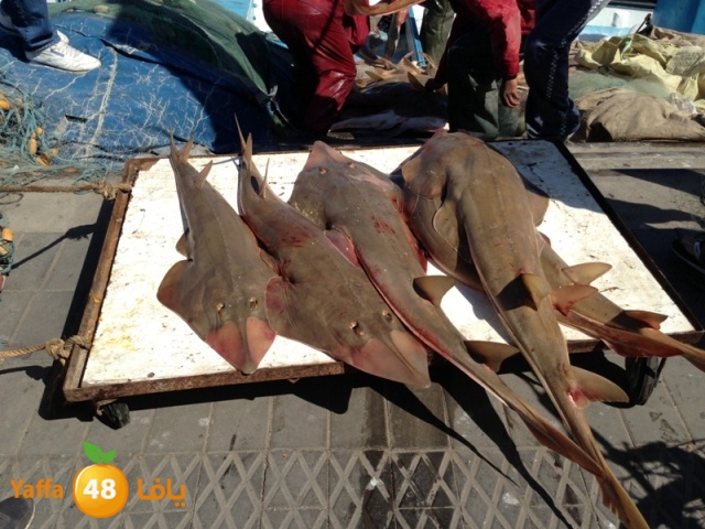 minashark328 (25).JPG